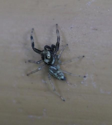 Réf. 255 440 : Phintella castriesiana